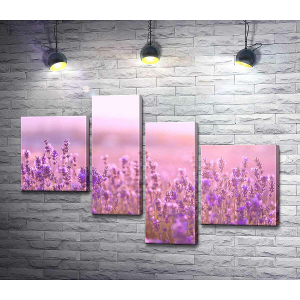 Фіолетові кущі лаванди у рожевому світлі заходу сонця