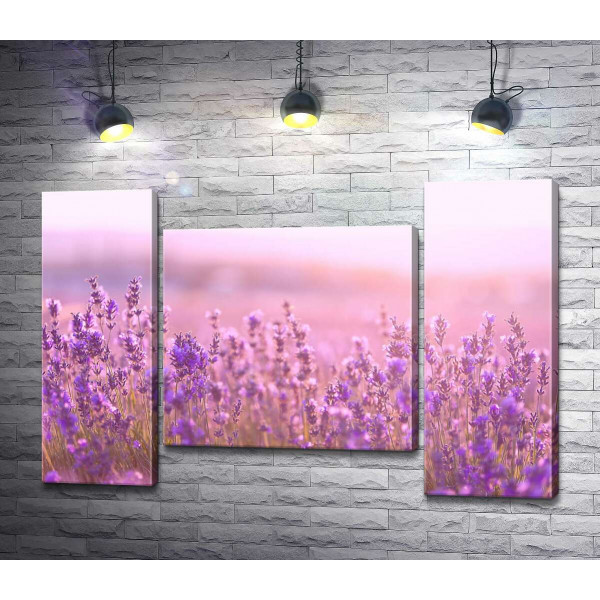 Фиолетовые кусты лаванды в розовом свете заката