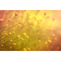Пушистые головки желтых полевых цветов