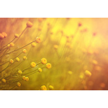 Пухнасті голівки жовтих польових квітів