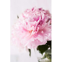 Величественный цветок розового пиона