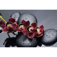 Насыщенный цвет экзотических орхидей