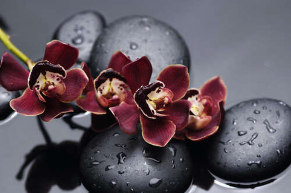 Насичений колір екзотичних орхідей