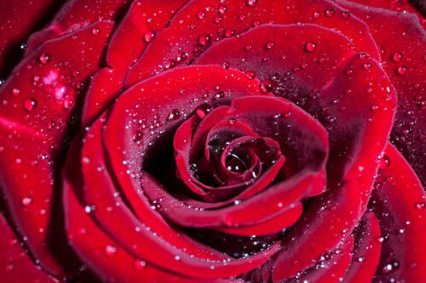 Багряні пелюстки троянди зрошені прозорою росою