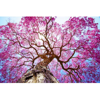 Густая крона высокого дерева покрыта розовым цветением