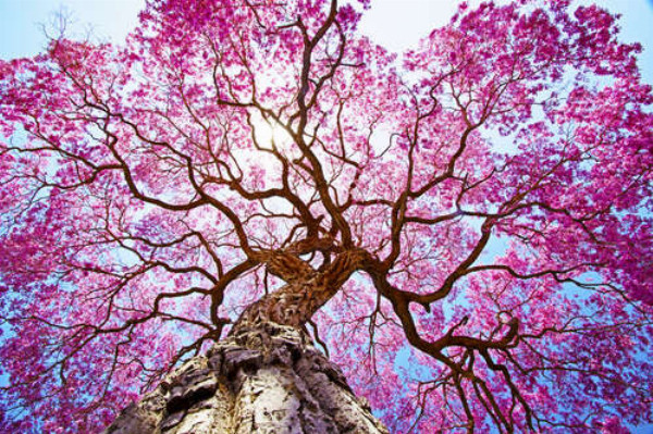 Густая крона высокого дерева покрыта розовым цветением