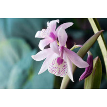 Элегантные формы экзотического цветка каттлеи