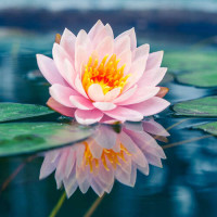 Пышный цветок лотоса плавает в прозрачной воде