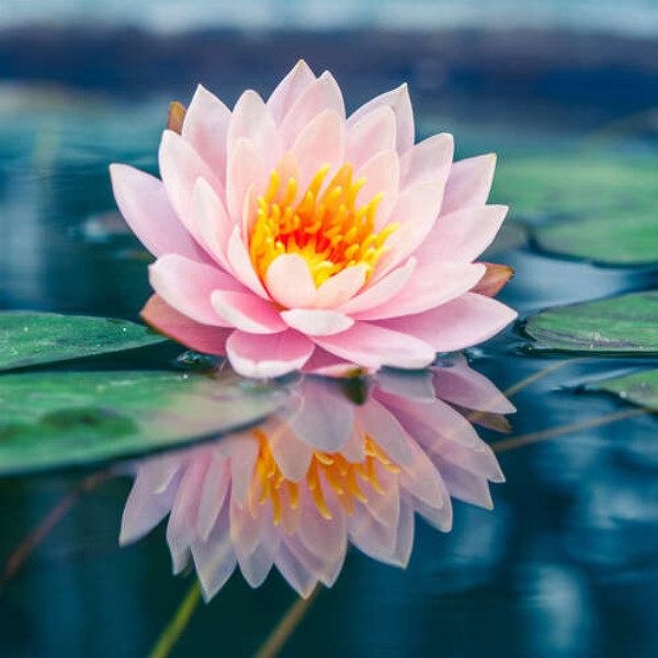 Пишна квітка лотоса плаває у прозорій воді