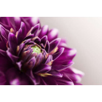 Роскошная середина пурпурного цветка георгины