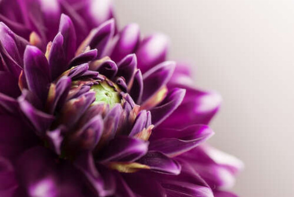 Роскошная середина пурпурного цветка георгины