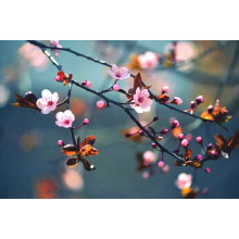 Цветущая ветка сакуры дождливым утром