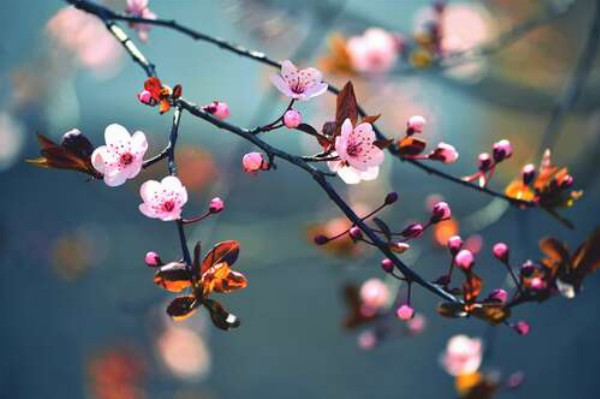 Квітуча гілка сакури дощовим ранком