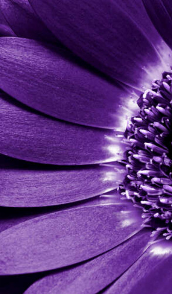 Богатство цвета фиолетовой герберы