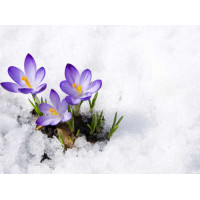 Весняні крокуси сміливо пробиваються крізь сніг