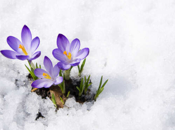 Весняні крокуси сміливо пробиваються крізь сніг