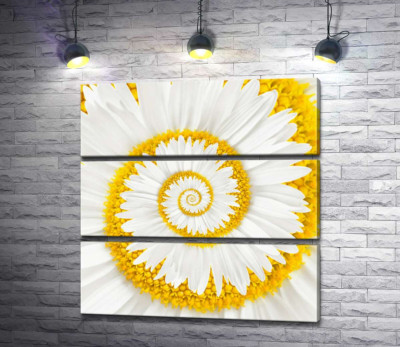 Белые лепестки ромашки закрутились в бесконечность спирали