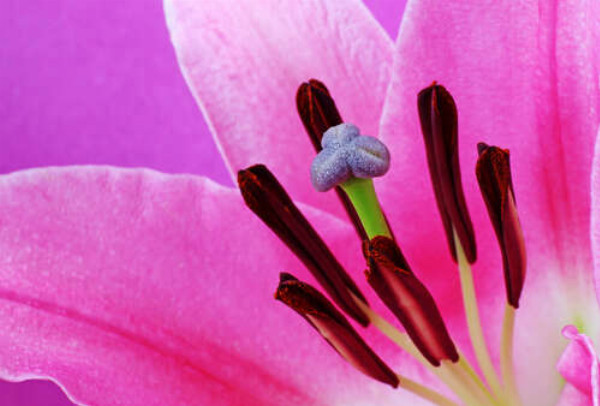 Яркая серединка розовой лилии