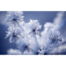 Тоненькі голівки квітів присипані снігом