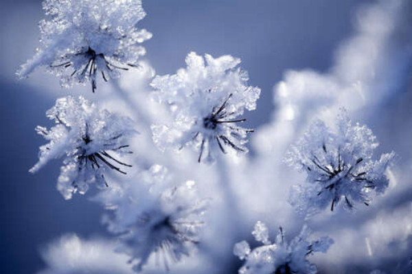 Тоненькие головки цветов присыпаные снегом