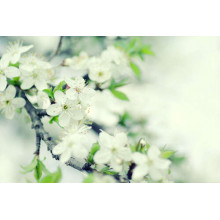 Гілка вишні зацвіла білими ніжними квітами