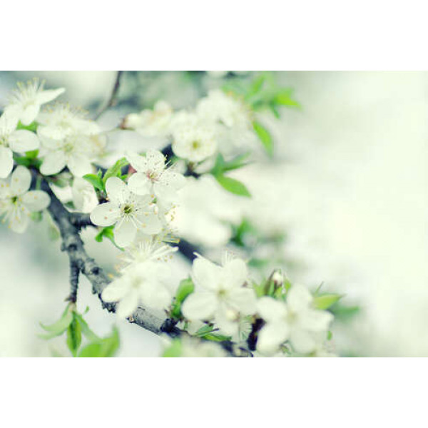 Гілка вишні зацвіла білими ніжними квітами