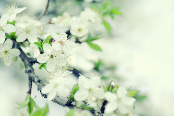 Ветка вишни зацвела белыми нежными цветами