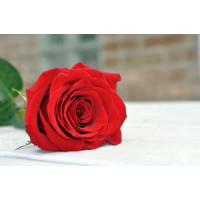 Красная роза лежит на белом столе