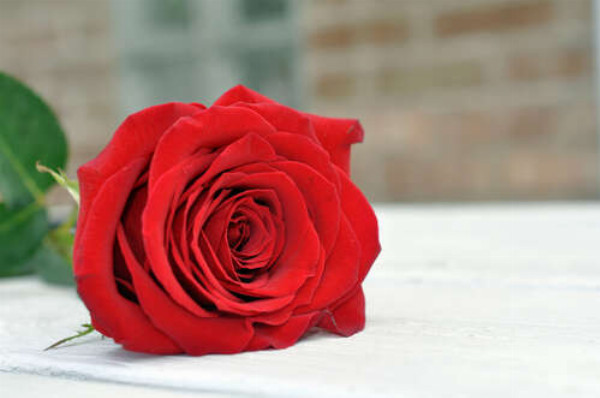 Червона троянда лежить на білому столі