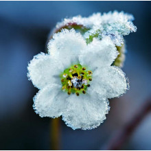 Білі квіти в льодяній скоринці