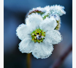 Білі квіти в льодяній скоринці