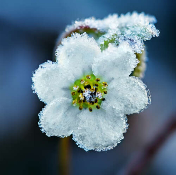 Белые цветы в ледяной корочке