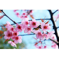 Хрупкие розовые цветы сакуры