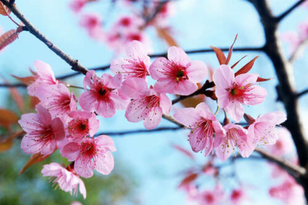 Тендітні рожеві квіти сакури