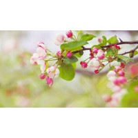 Шелковистые розовые цветы яблони