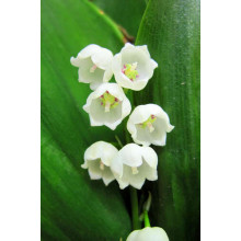 Кругленькі голівки білих квітів конвалії