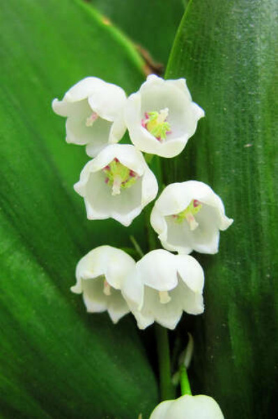 Кругленькі голівки білих квітів конвалії