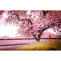 Весняне дерево в рожевих квітах кидає тінь на паркан