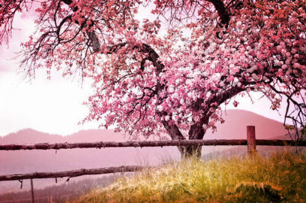 Весеннее дерево в розовых цветах бросает тень на забор