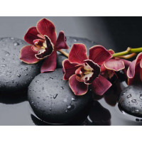 Бархатные цветы орхидей лежат на гладких камнях угольного цвета