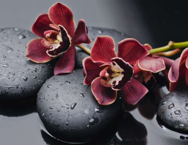 Бархатные цветы орхидей лежат на гладких камнях угольного цвета