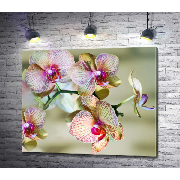 Розовые узоры на желтых лепестках орхидей