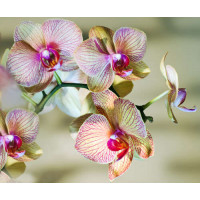 Рожеві візерунки на жовтих пелюстках орхідей