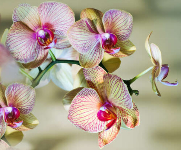 Розовые узоры на желтых лепестках орхидей