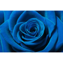 Синій оксамит пелюсток троянди