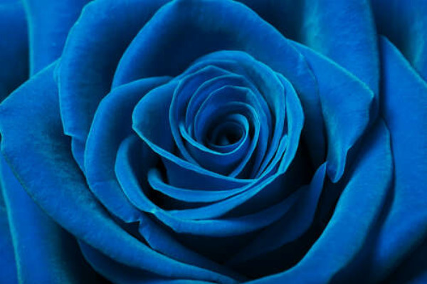Синий бархат лепестков розы