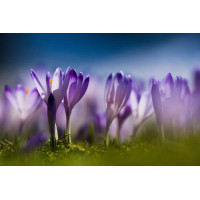Фіолетові квіти крокусів гріються на весняному сонечку