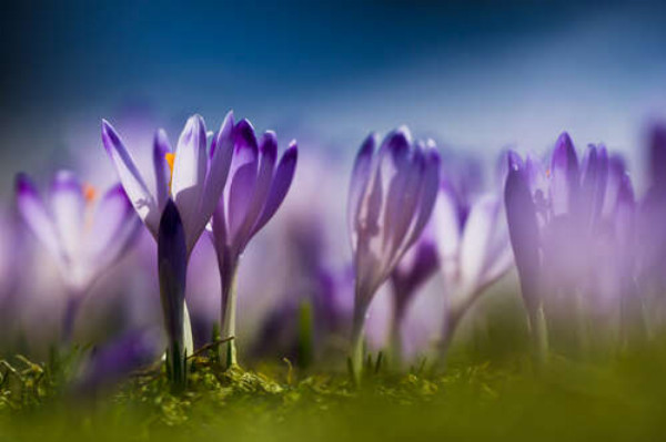 Фіолетові квіти крокусів гріються на весняному сонечку