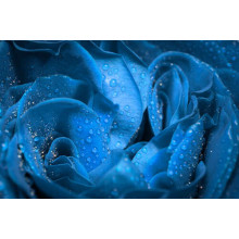 Прозора роса освіжає сині пелюстки троянди