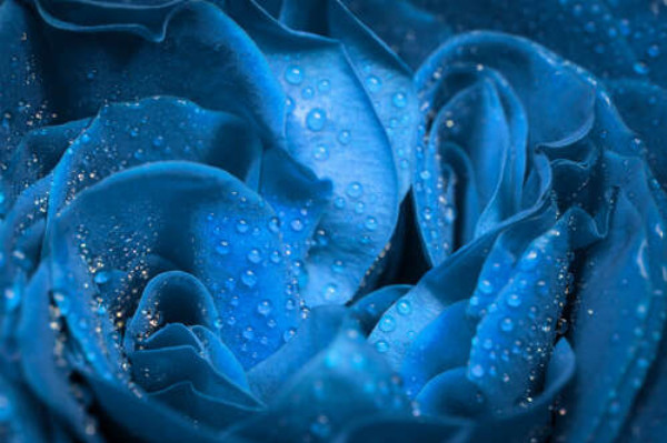 Прозора роса освіжає сині пелюстки троянди